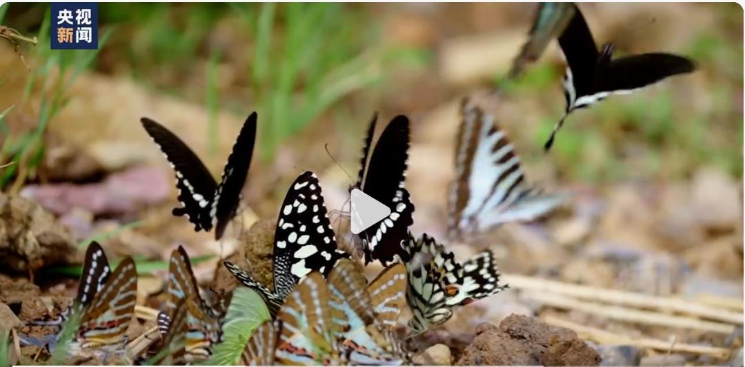 云南绿蝴蝶翩翩起舞，大爆发的景象让网友们惊叹宛如特效