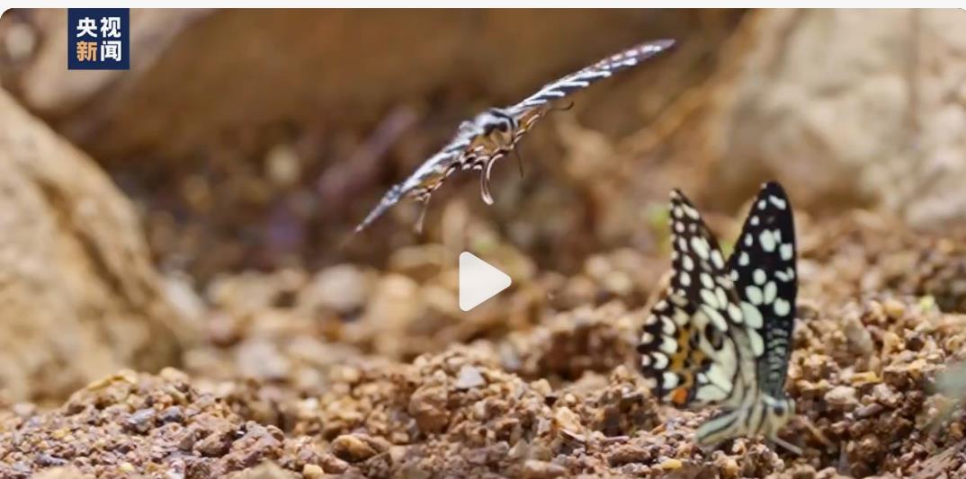 云南绿蝴蝶翩翩起舞，大爆发的景象让网友们惊叹宛如特效