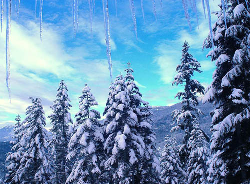 大冬天的为什么植物都冻不死呢？它们如何抵御严寒？