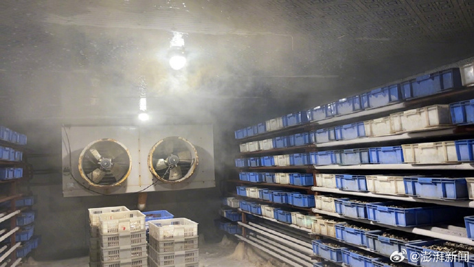 福寿螺伪装成田螺，暗访螺蛳肉产业链暗藏的风险