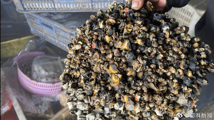 福寿螺伪装成田螺，暗访螺蛳肉产业链暗藏的风险
