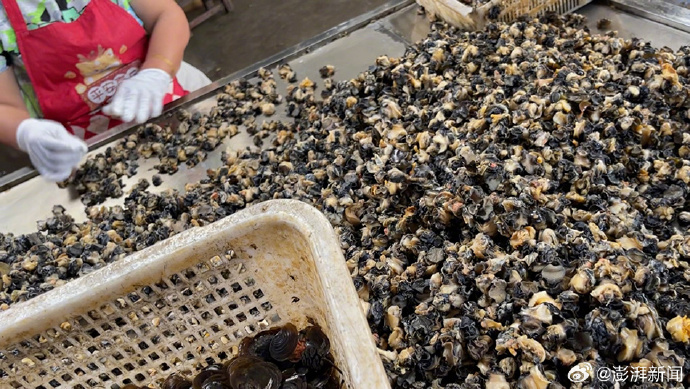 福寿螺伪装成田螺，暗访螺蛳肉产业链暗藏的风险