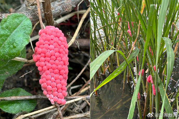福寿螺伪装成田螺，暗访螺蛳肉产业链暗藏的风险