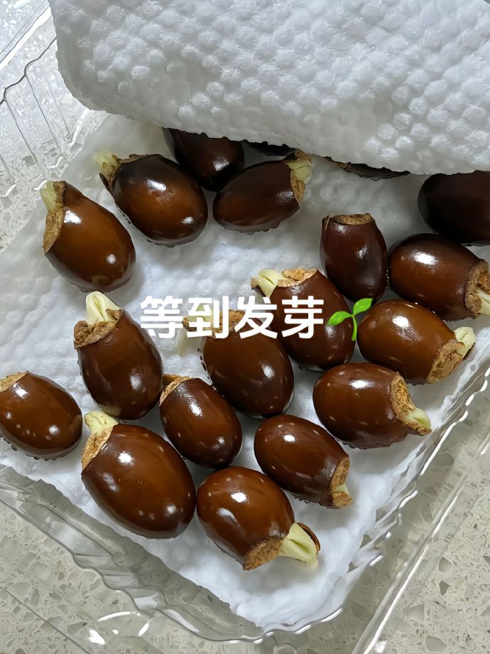 吃完的荔枝别急着扔，它可是个隐藏级大宝藏！