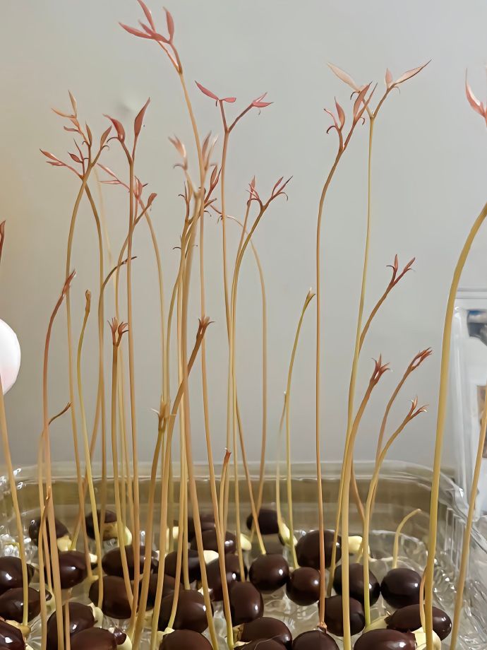 吃完的荔枝别急着扔，它可是个隐藏级大宝藏！