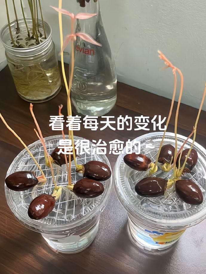 吃完的荔枝别急着扔，它可是个隐藏级大宝藏！