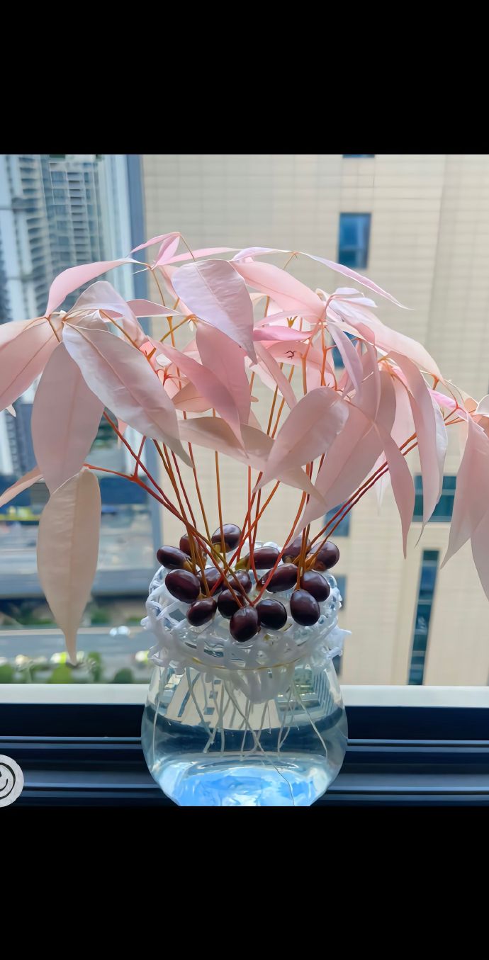 吃完的荔枝别急着扔，它可是个隐藏级大宝藏！