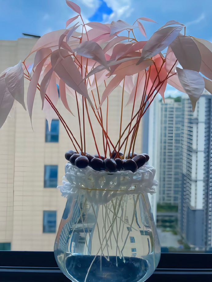 吃完的荔枝别急着扔，它可是个隐藏级大宝藏！