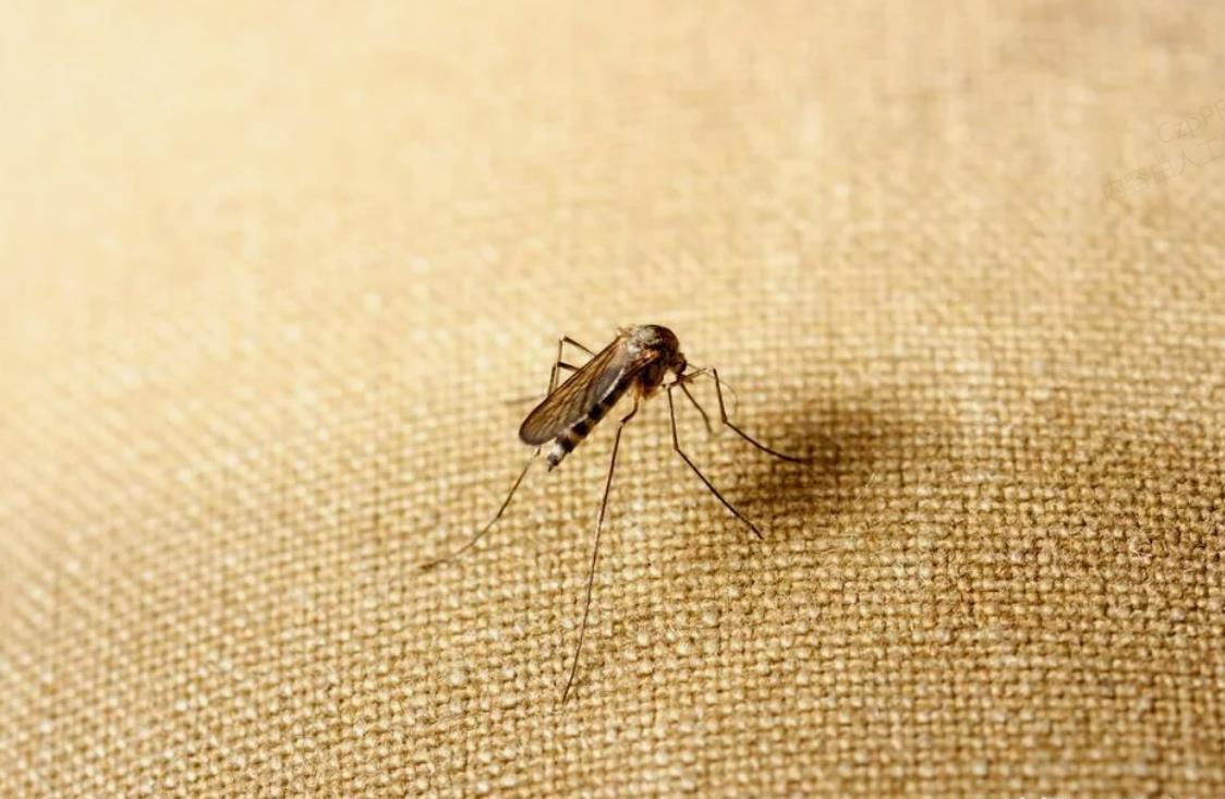 夏天大量蚊子季来袭，学会这几招驱蚊术，让蚊子退退退