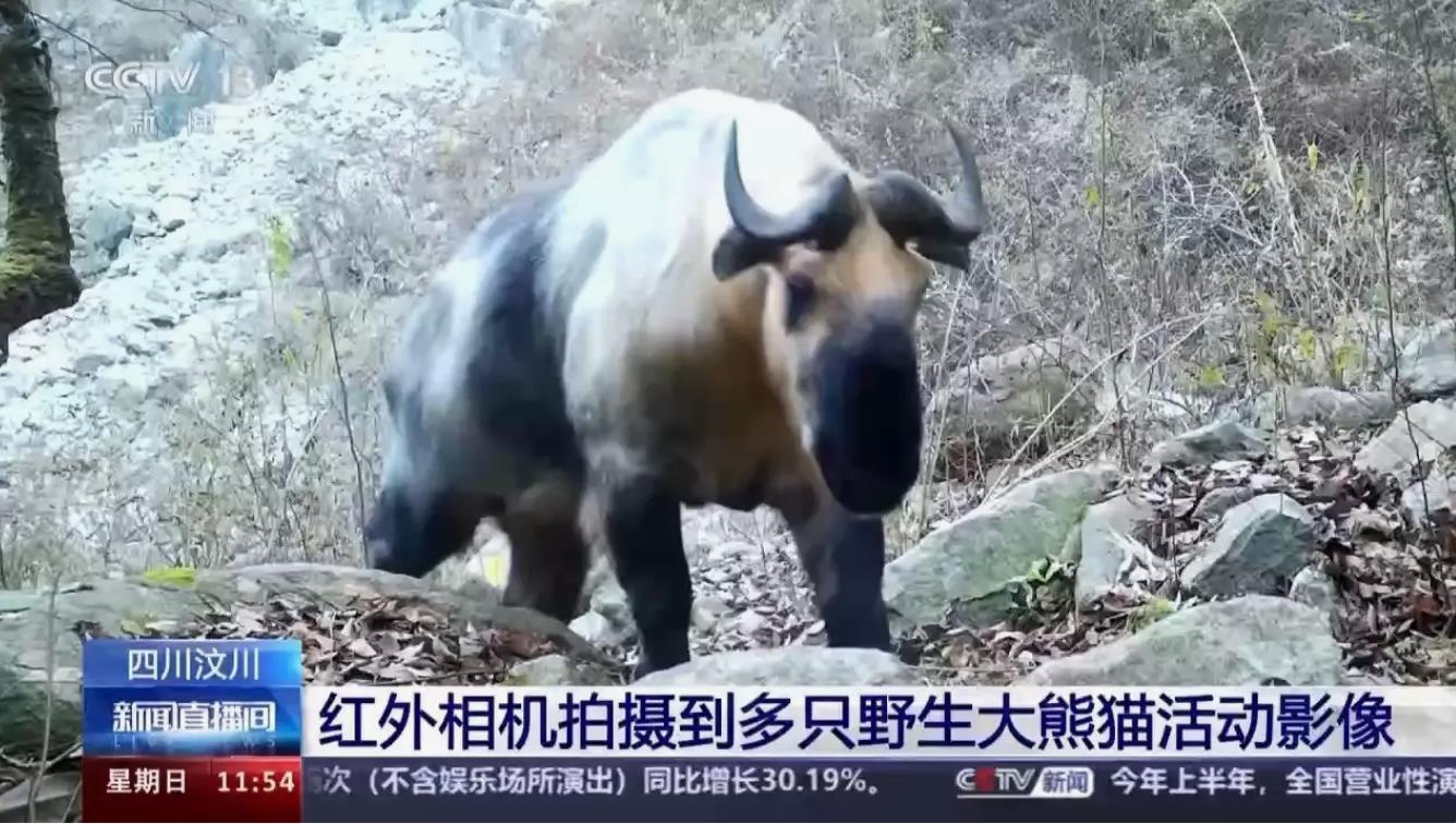 野生大熊猫竹林吃一整晚竹子，大胃王享受夜宴真可爱