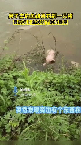 小哥钓鱼时钓上一头活猪吓一跳