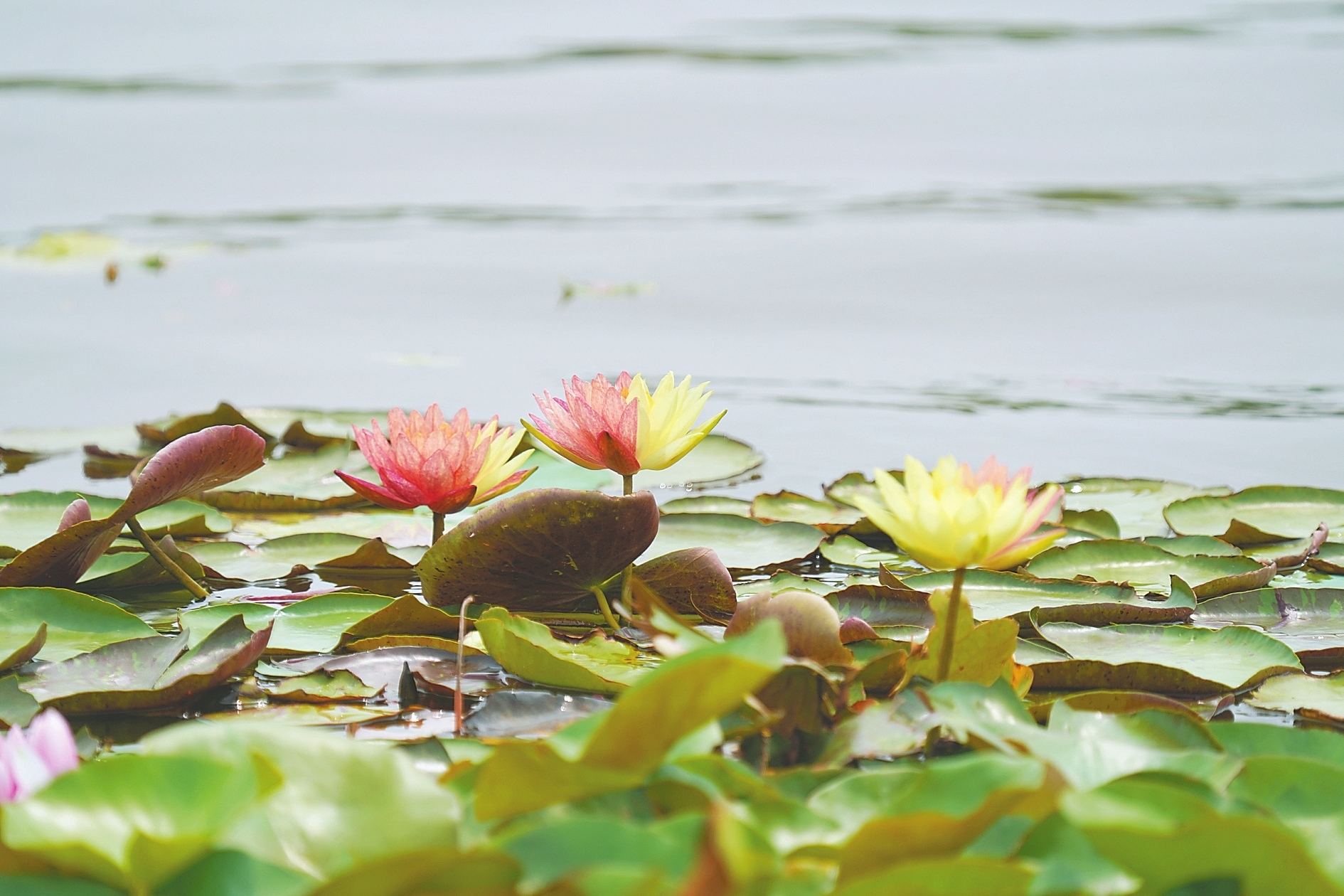 衡水湖双色睡莲惊艳绽放，三朵同框演绎夏日绝唱