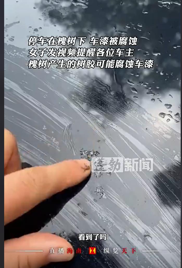 下雨天把车停槐树下遭殃，树胶腐蚀车漆如何是好？