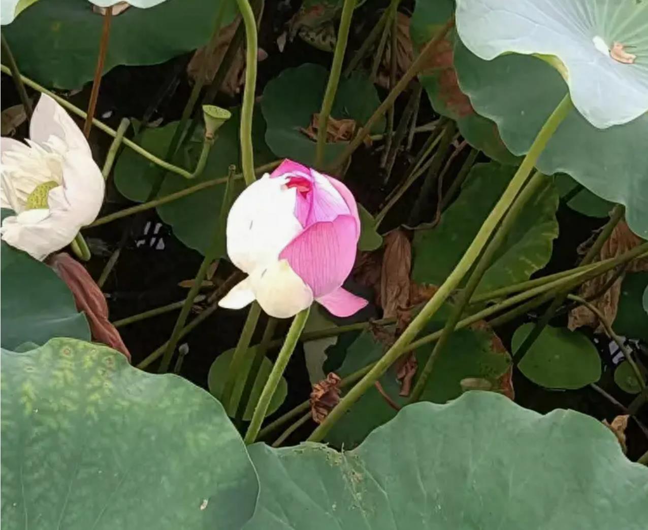 双色荷花12年首次惊艳亮相，却被情侣摘走