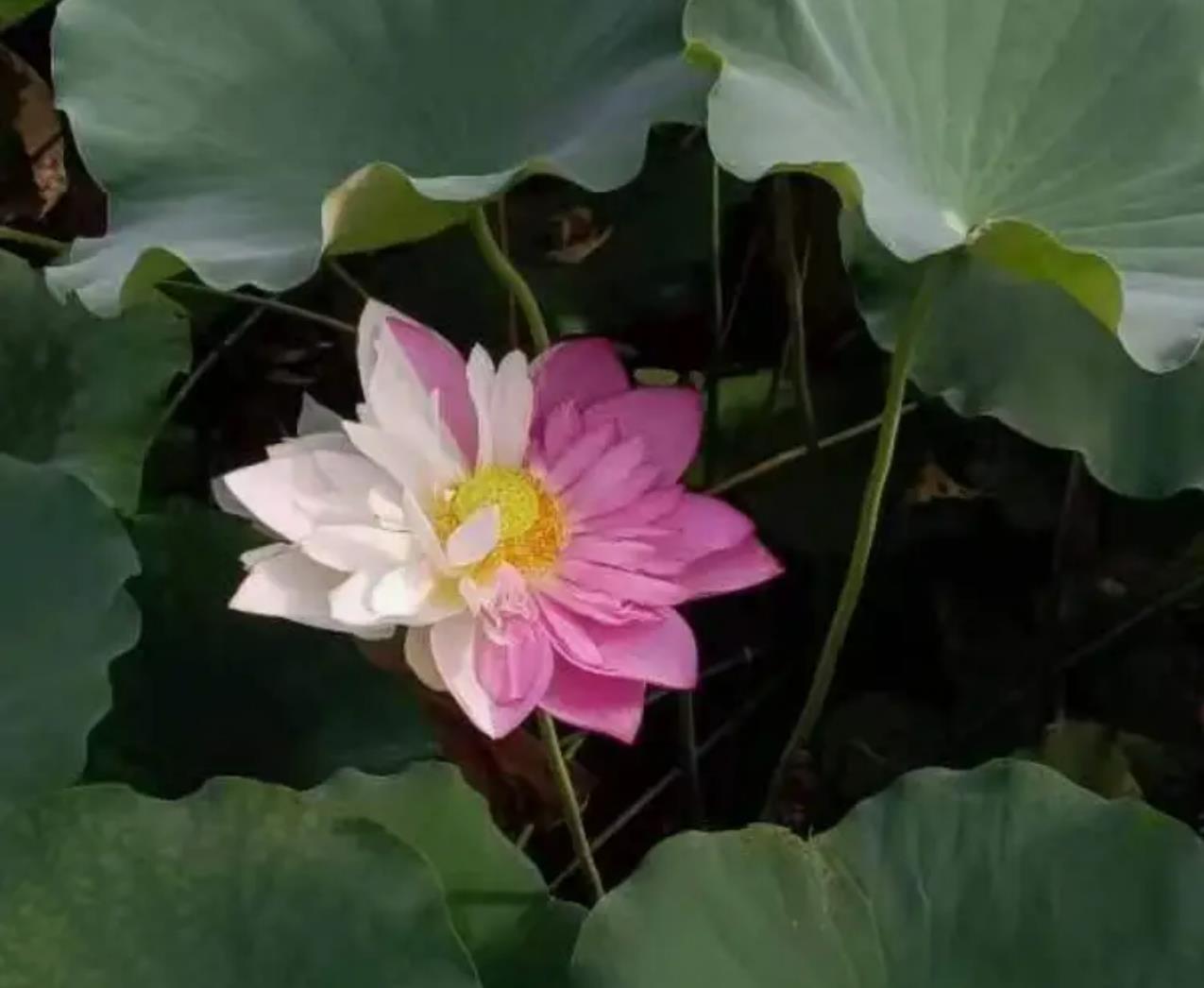 双色荷花12年首次惊艳亮相，却被情侣摘走