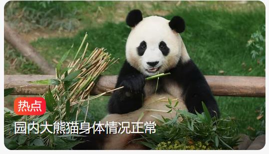 真没素质：4人向熊猫外场吐口水后被终身禁入