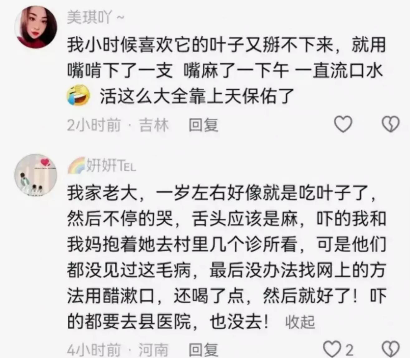 四岁男童误舔滴水观音，生命危在旦夕住进ICU