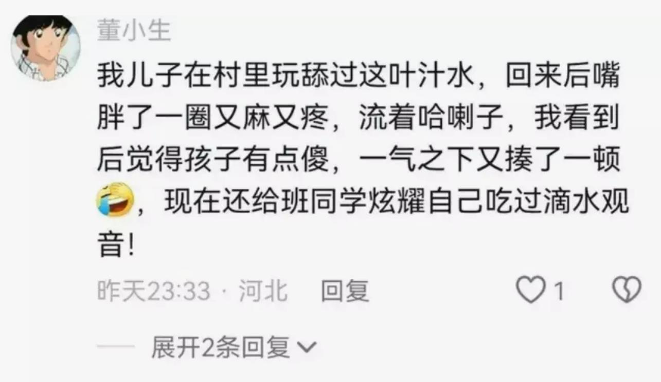 四岁男童误舔滴水观音，生命危在旦夕住进ICU