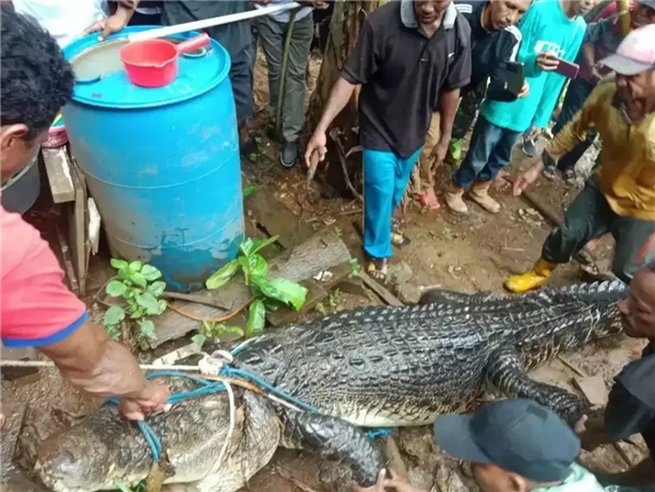 印尼一54岁女子被4米鳄鱼吃掉，下河洗澡时遭到袭击