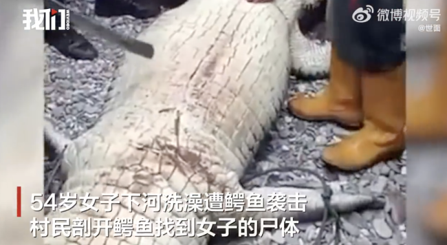 印尼一54岁女子被4米鳄鱼吃掉，下河洗澡时遭到袭击
