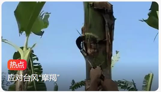 全海南人齐心协力，迎战“摩羯”台风，在砍香蕉叶