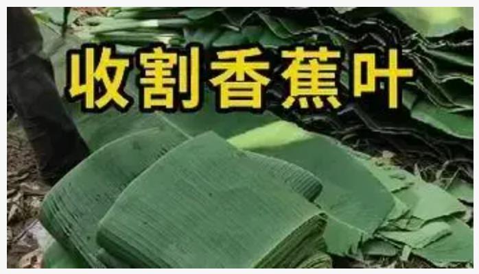 全海南人齐心协力，迎战“摩羯”台风，在砍香蕉叶