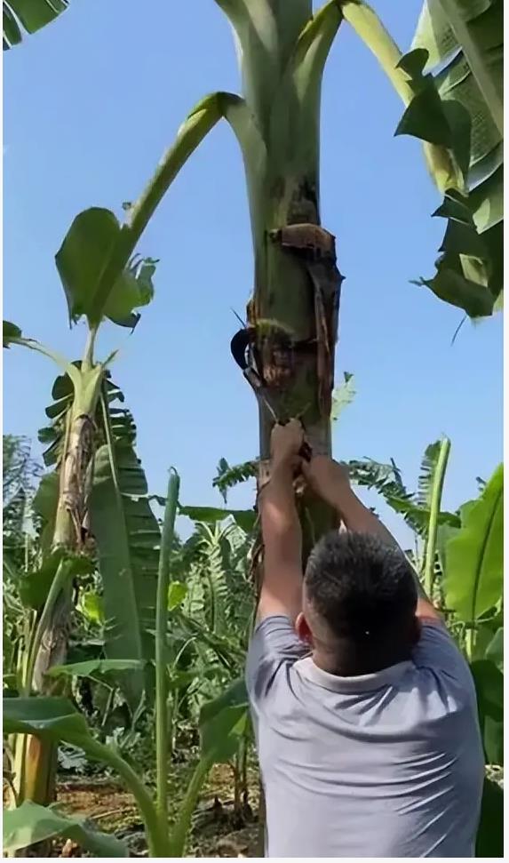 全海南人齐心协力，迎战“摩羯”台风，在砍香蕉叶