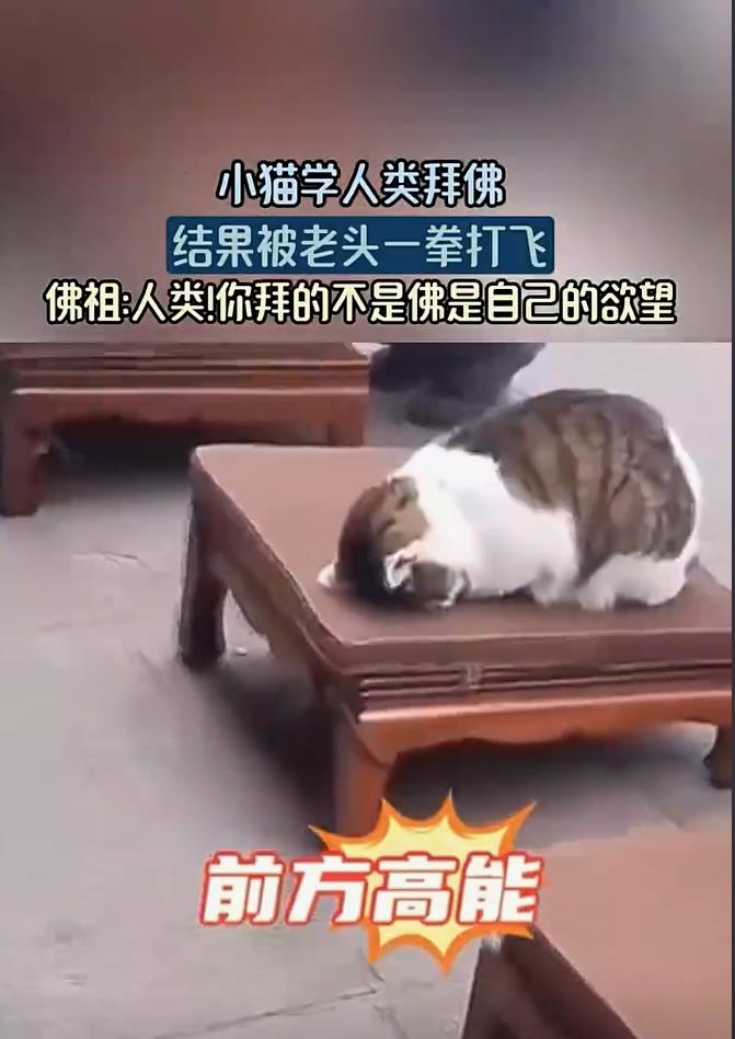 寺庙网红猫遭无妄之灾，莫名其妙被一拳打飞