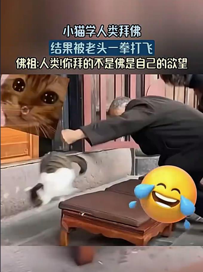 寺庙网红猫遭无妄之灾，莫名其妙被一拳打飞