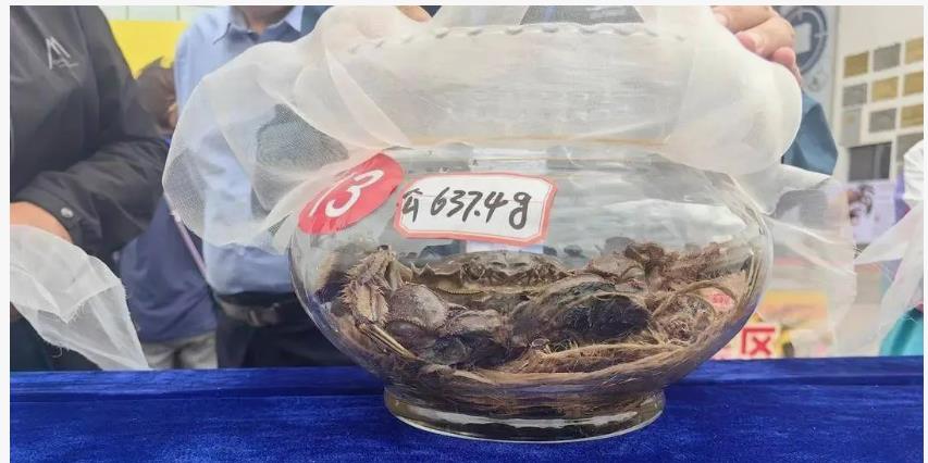 新一届蟹王蟹后荣耀加冕，公的重637.4克，母的重370克！
