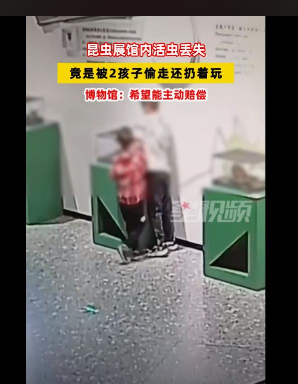 博物馆多个活昆虫被2熊孩子私下偷走，还被玩死了！