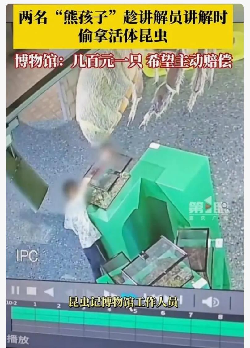 博物馆多个活昆虫被2熊孩子私下偷走，还被玩死了！