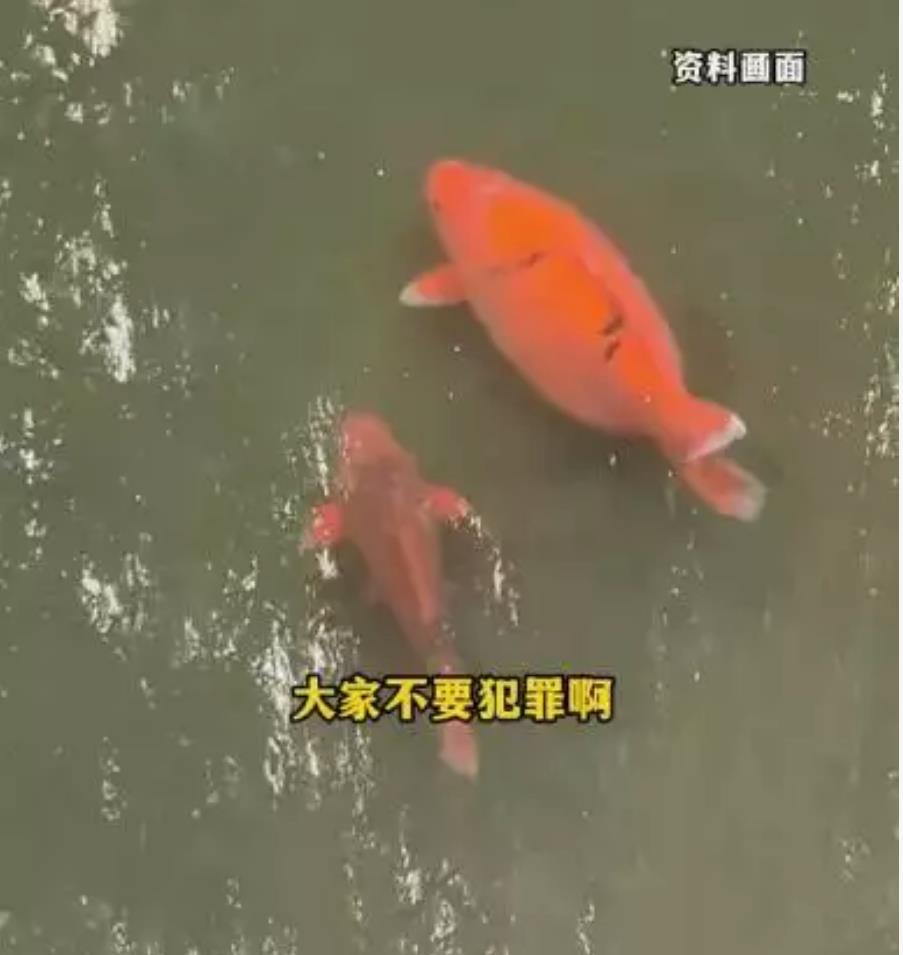 趵突泉锦鲤遭遇爱心投喂悲剧：国庆期间数条鱼儿不幸撑死