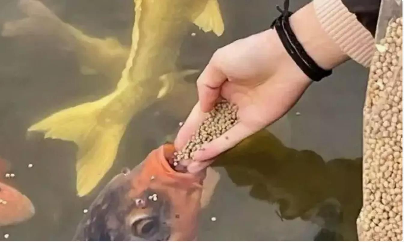 趵突泉锦鲤遭遇爱心投喂悲剧：国庆期间数条鱼儿不幸撑死