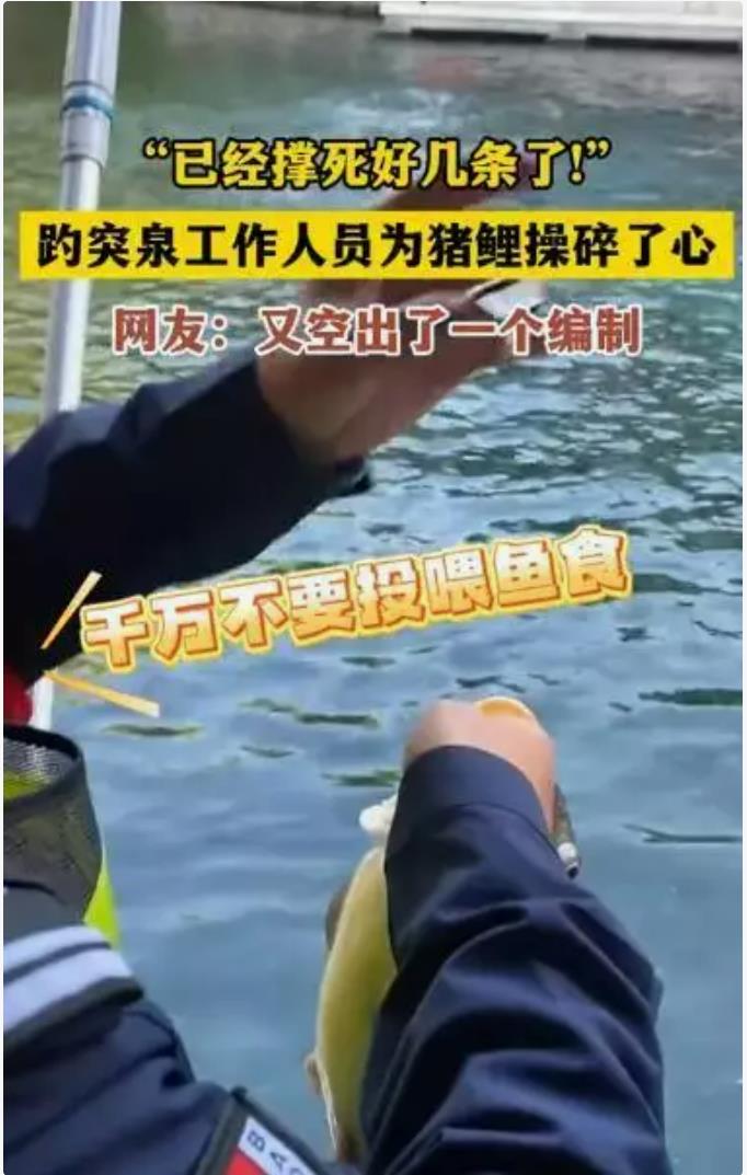 趵突泉锦鲤遭遇爱心投喂悲剧：国庆期间数条鱼儿不幸撑死