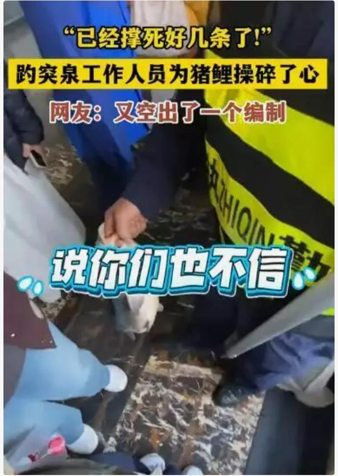 趵突泉锦鲤遭遇爱心投喂悲剧：国庆期间数条鱼儿不幸撑死