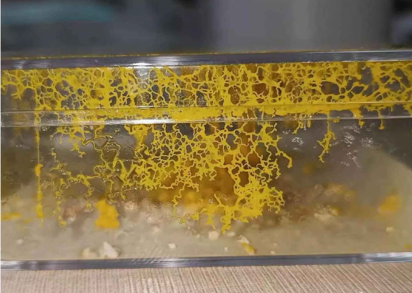 当代年轻人居然开始养黏菌当宠物：新奇选择引发网络热议