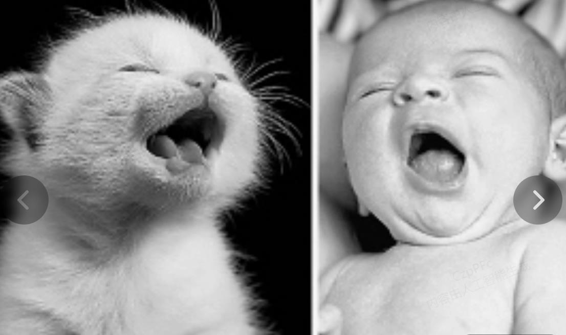 猫的图文关联能力超过人类婴儿？  根据最新的科学研究，我们惊讶地发现，猫的图文关联能力竟然超过了人类婴 ...