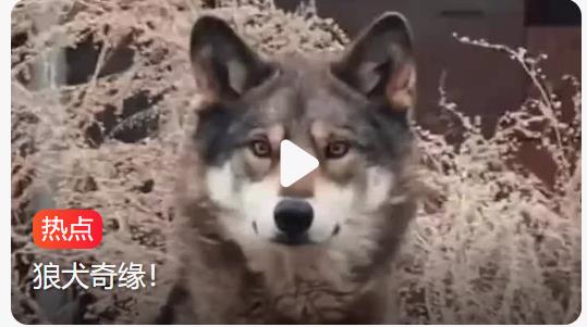 养了3年的可爱“小狗”竟是野狼，一天能吃1公斤肉！