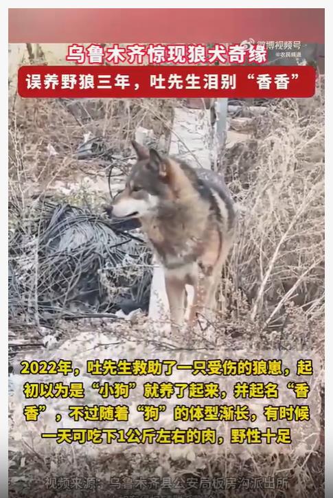 养了3年的可爱“小狗”竟是野狼，一天能吃1公斤肉！