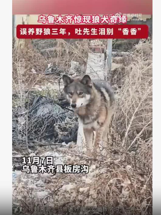 养了3年的可爱“小狗”竟是野狼，一天能吃1公斤肉！