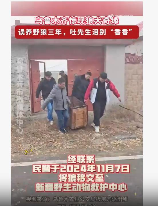 养了3年的可爱“小狗”竟是野狼，一天能吃1公斤肉！