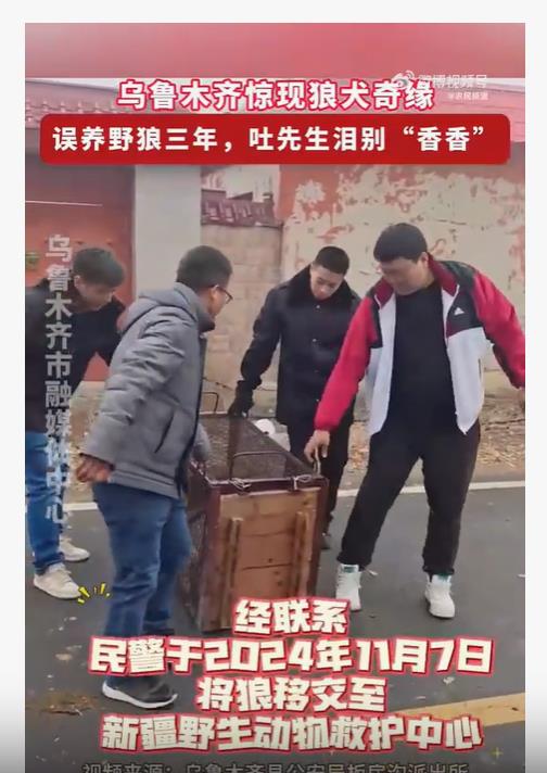 养了3年的可爱“小狗”竟是野狼，一天能吃1公斤肉！