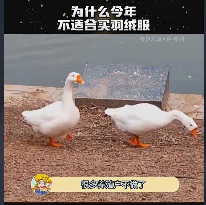 羽绒服价格上涨背后：竟与猪肉市场息息相关