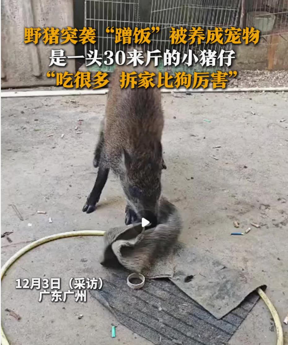 野猪蹭饭成瘾，意外变身家中新宠