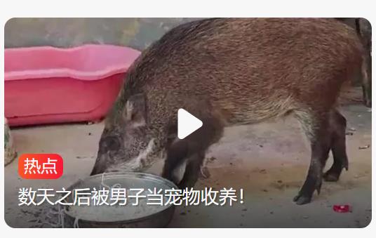 野猪蹭饭成瘾，意外变身家中新宠
