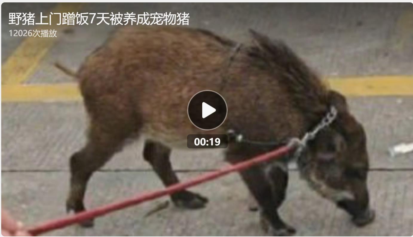 野猪蹭饭成瘾，意外变身家中新宠