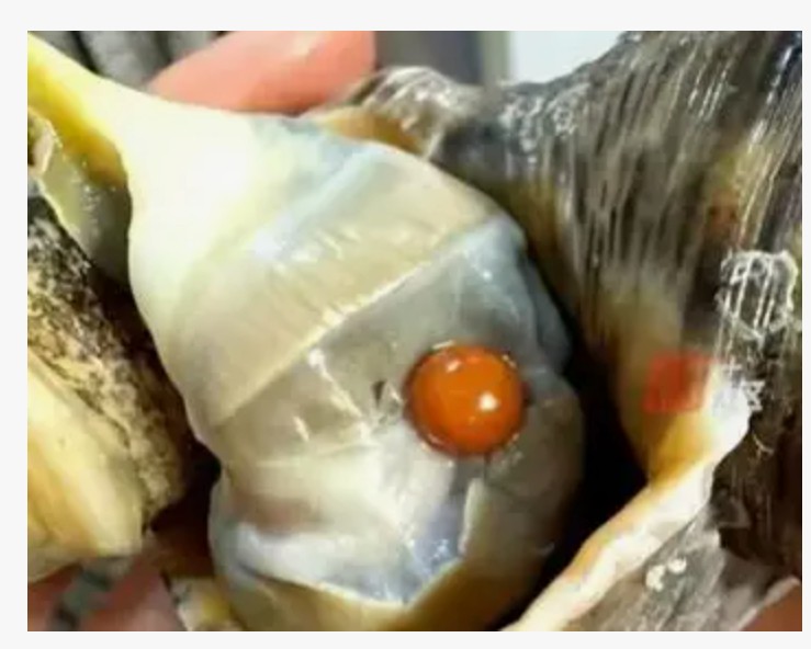 家宴惊喜！女子吃海螺意外收获罕见橘色“爱马仕”珍珠