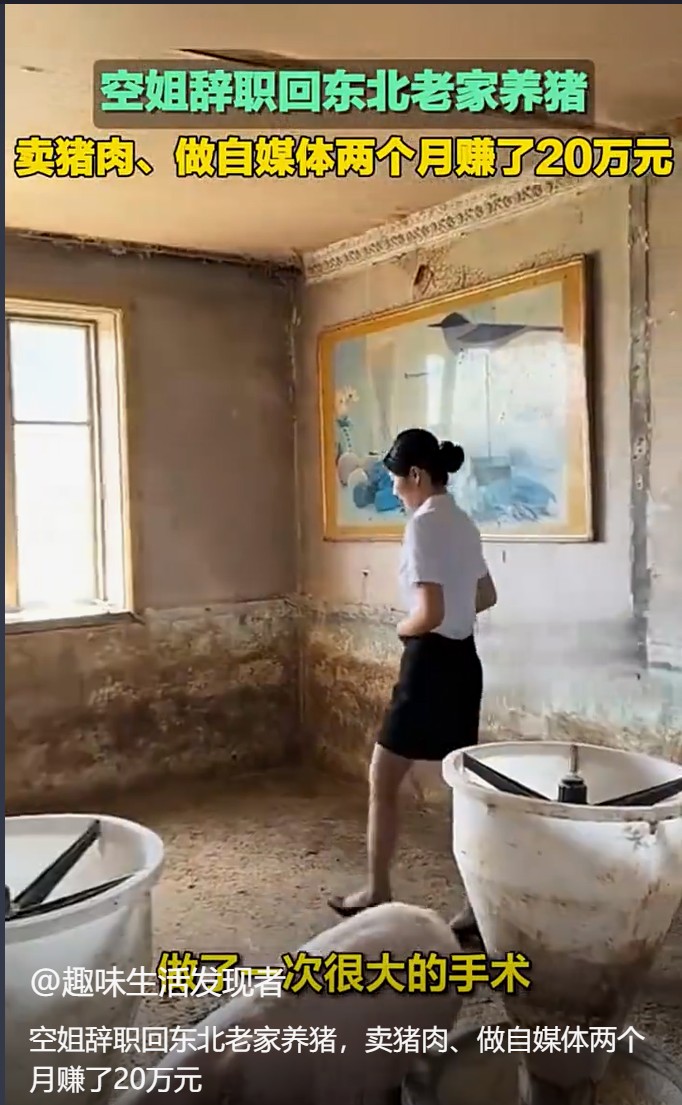 辞职空姐转型养猪大户，笑称自己被腌制成“猪场味女孩”
