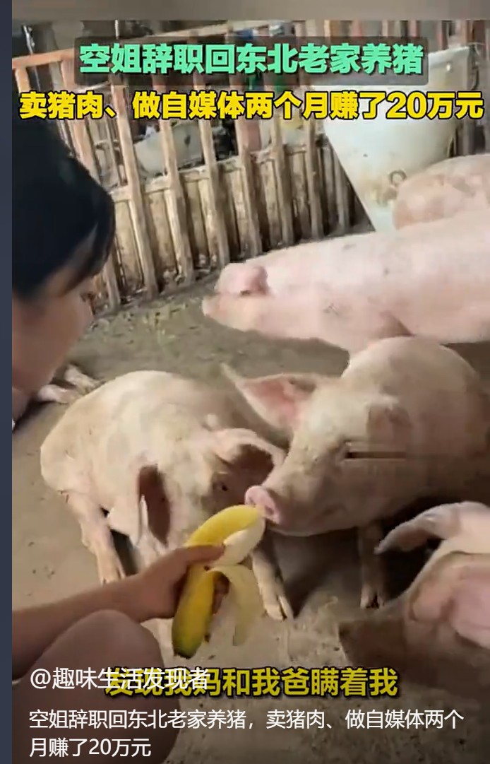 辞职空姐转型养猪大户，笑称自己被腌制成“猪场味女孩”
